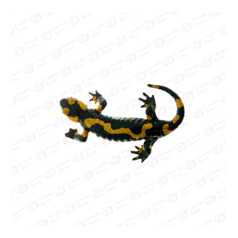 Fire salamander