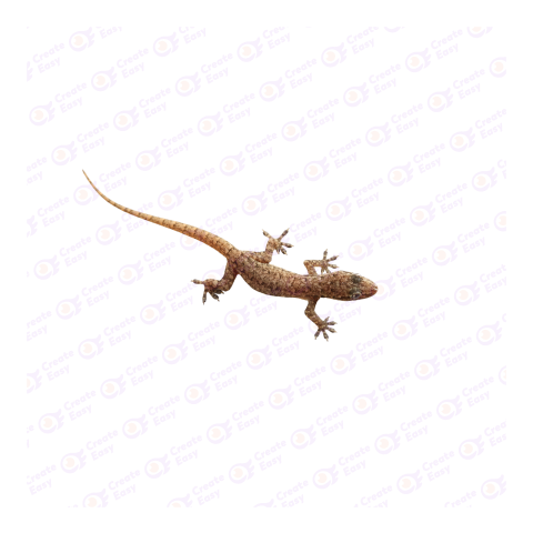 Phyllodactylus png image