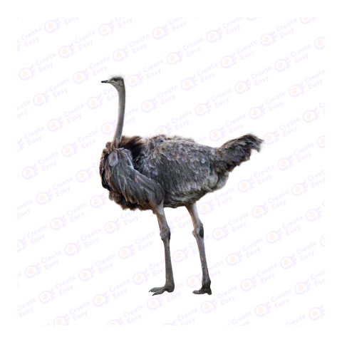 North African ostrich png image