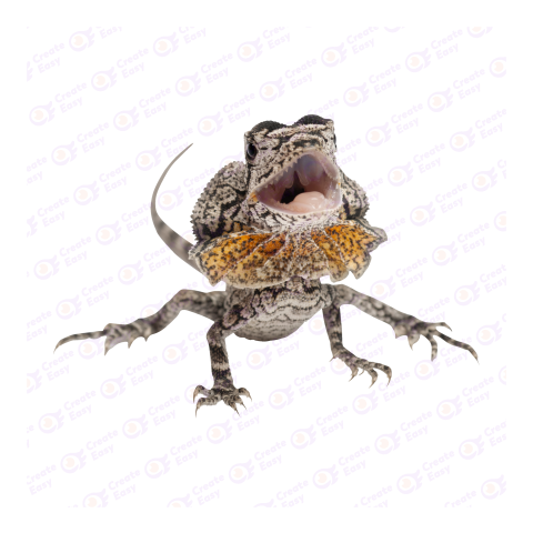 Frilled-neck lizard png image