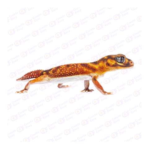 Three-lined Knob-tail png image