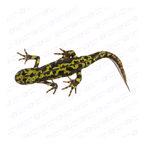 Marbled newt png image