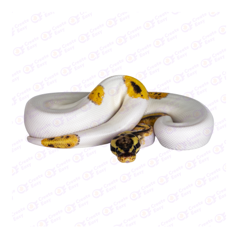 Ball python png image