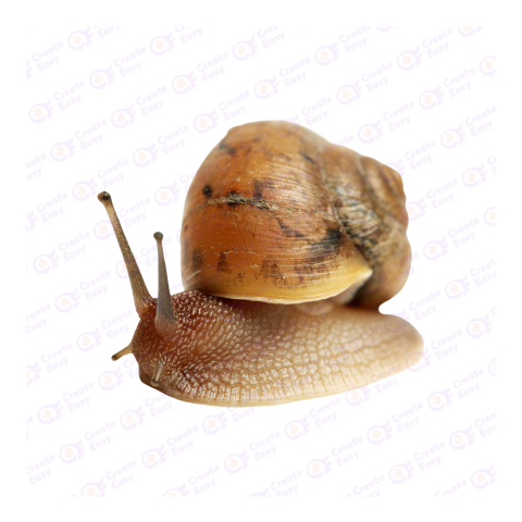 Snail png image