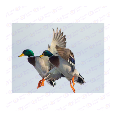 Mallard png image