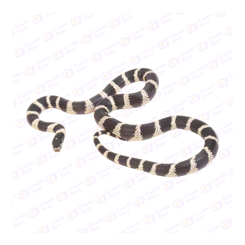 California kingsnake png image