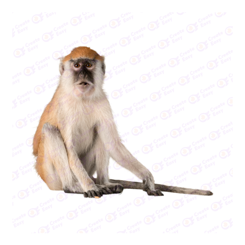 Common patas monkey png image