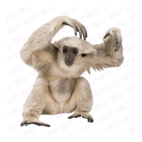 Pileated gibbon png image