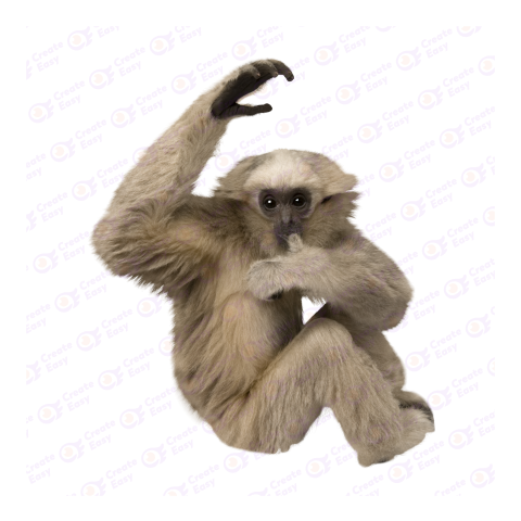 Pileated gibbon png image
