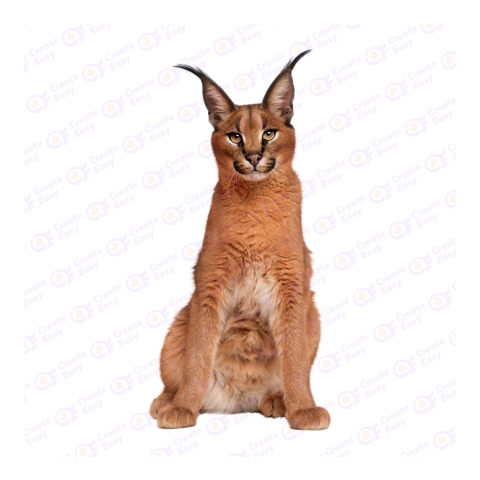 Caracal png image