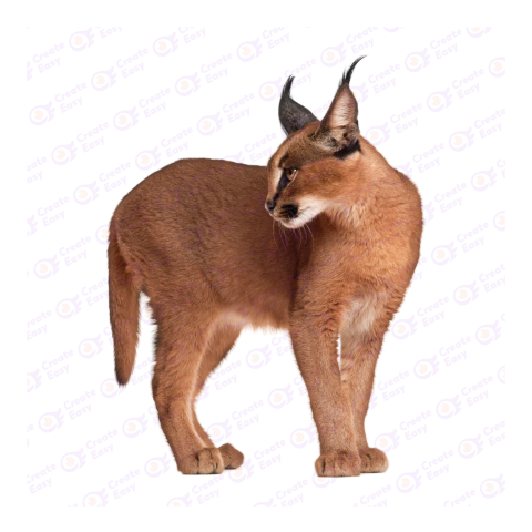 Caracal png image