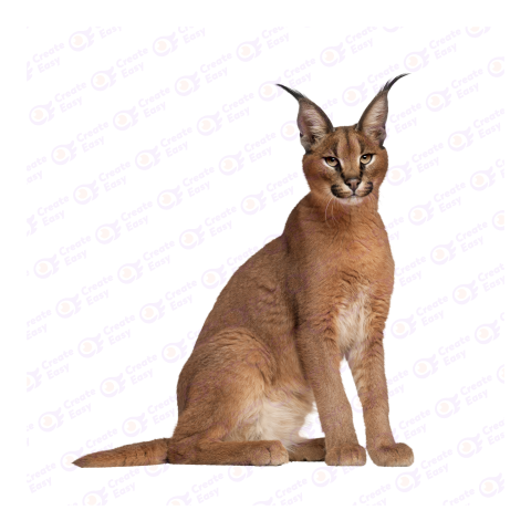 Caracal png image