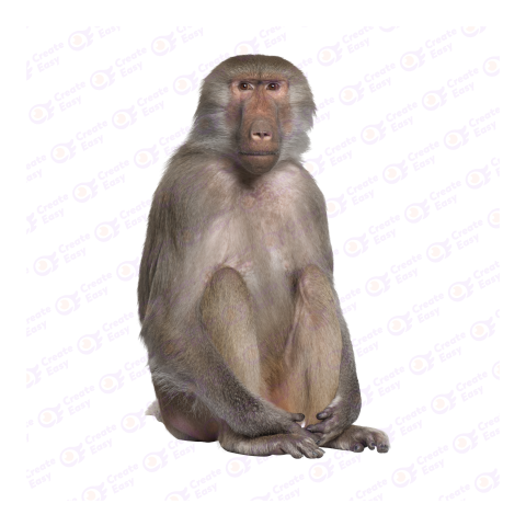 Hamadryas baboon png image