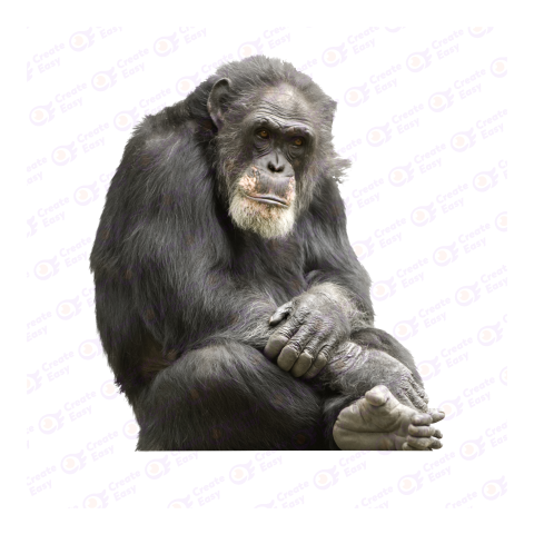 Chimpanzee png image