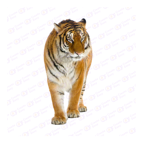 Siberian Tiger png image