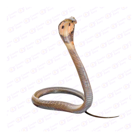 King cobra png image