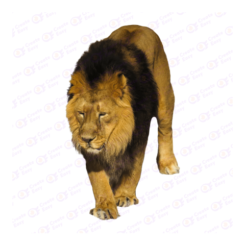 Asiatic lion png image