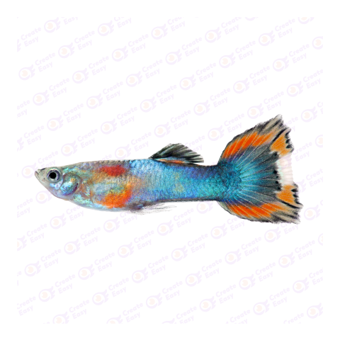 Guppy png image
