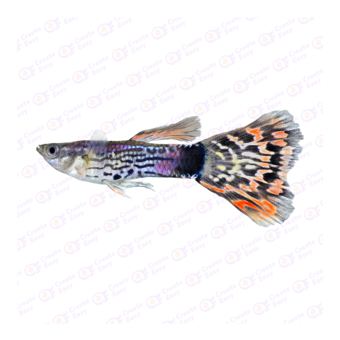 Guppy png image