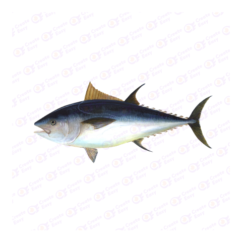 Atlantic bluefin tuna png image