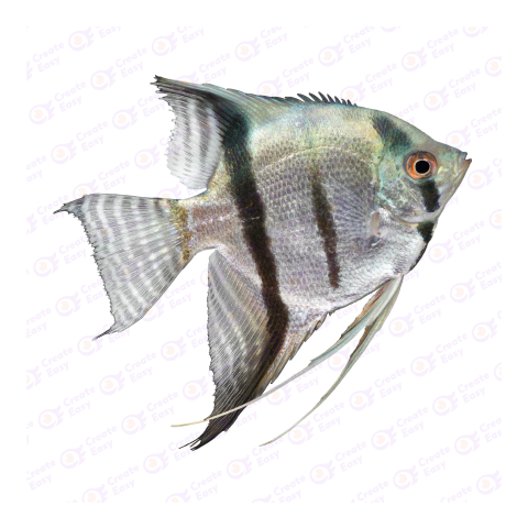 Freshwater angelfish png image