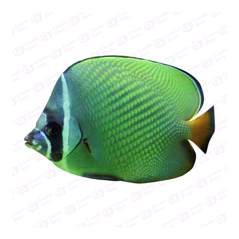 Redtail butterflyfish png image