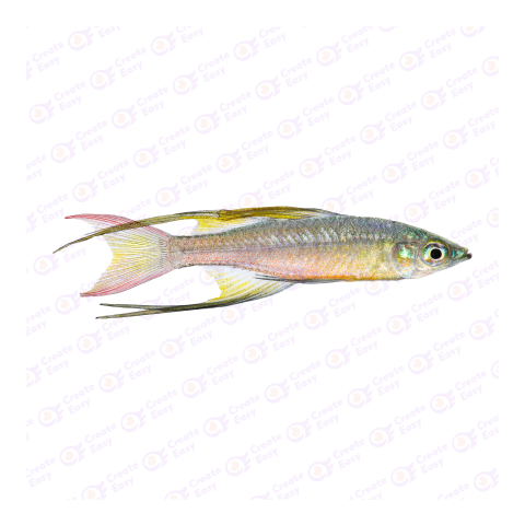 Threadfin rainbowfish png image