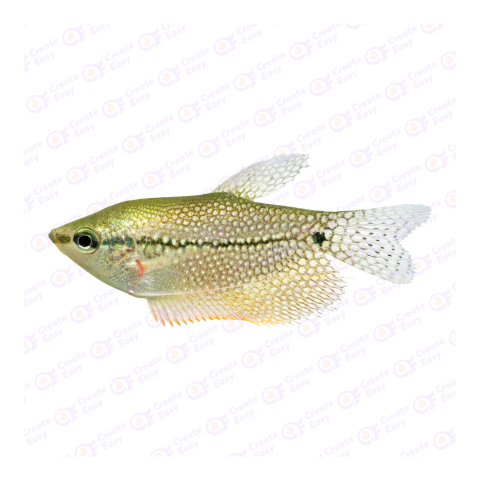 Pearl gourami png image