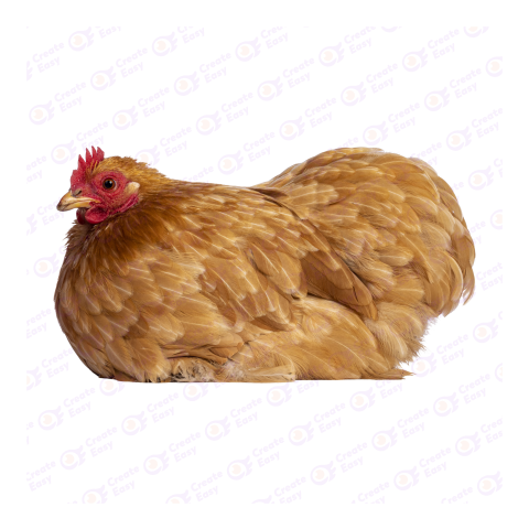 Pekin chicken png image
