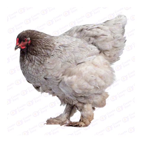 Brahma chicken png image