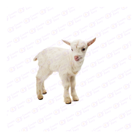 Dutch white goat png image