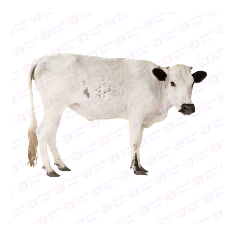 cow png image