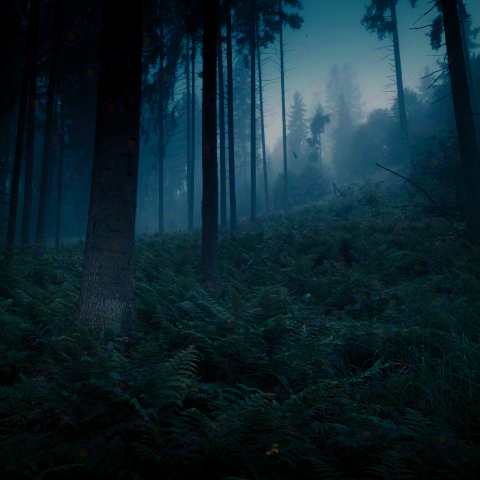 Dark Magic Mystery Night Forest color texture background