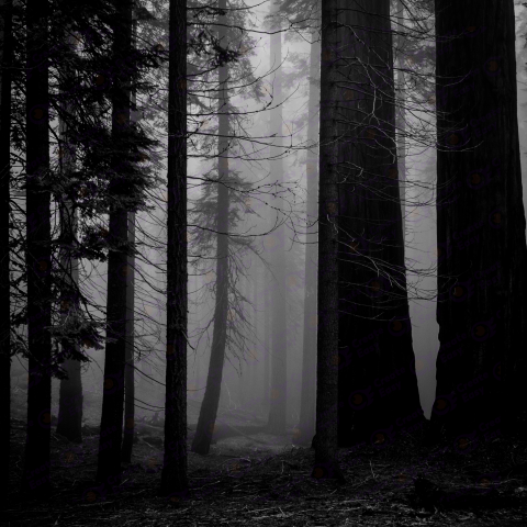 Misty Forest color texture background image