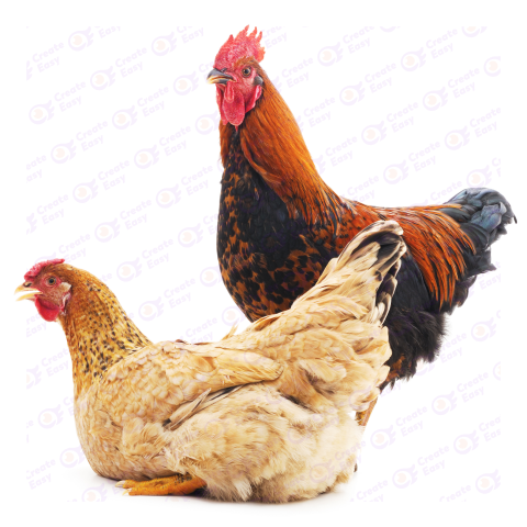 Rooster png image