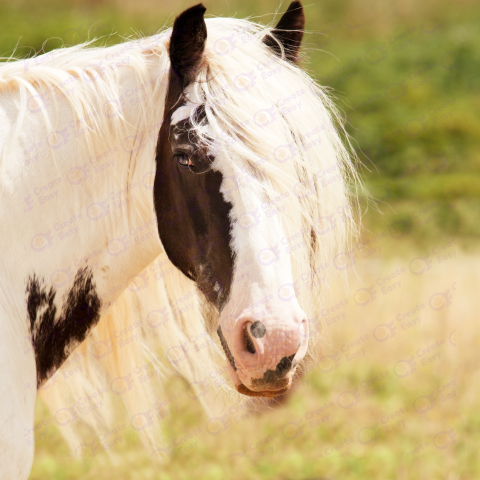 Gypsy Vanner free png image