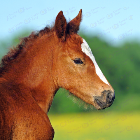 foal free png image