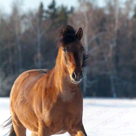 Morgan horse free png image