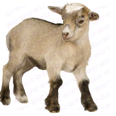 Pygmy goat free png image