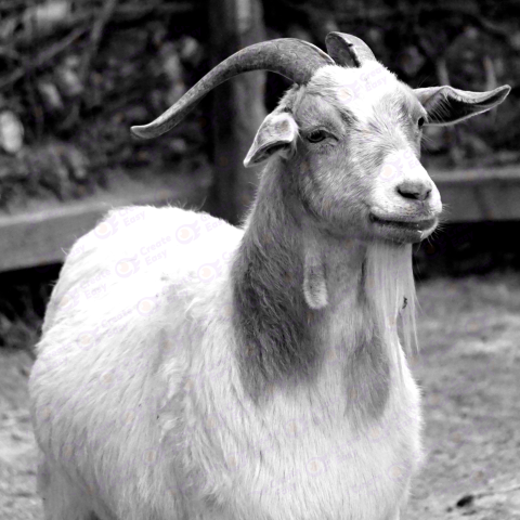 Fainting goat free png image
