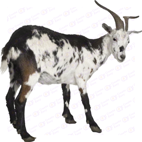 Female Rove goat free png image