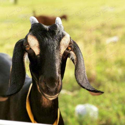 Anglo-Nubian goat free png image