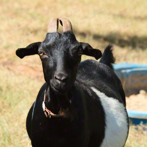 Fainting goat free png image