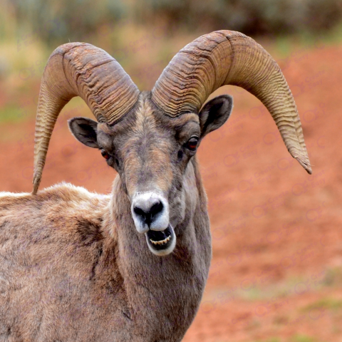 Desert bighorn sheep free png image