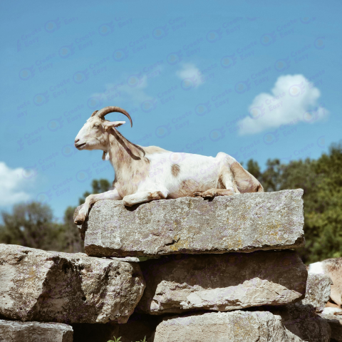 Saanen goat free png image
