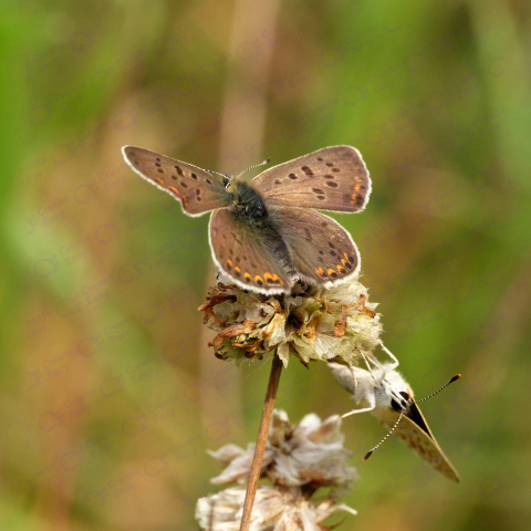 Sooty copper free png image