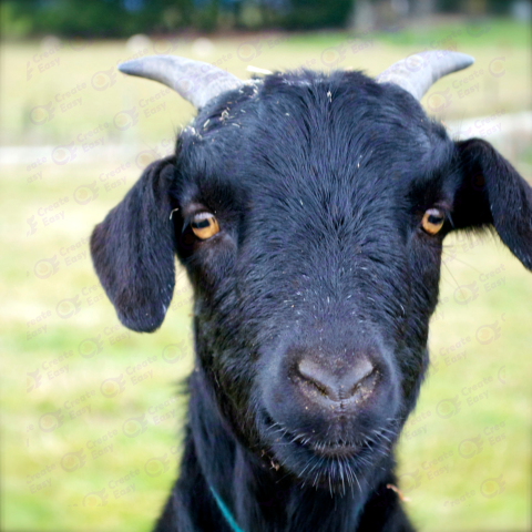 Black Bengal goat free png image