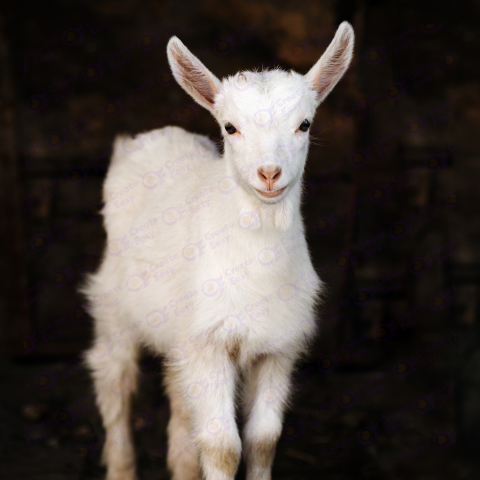 Saanen goat free png image