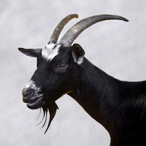 Capra Grigia free png image