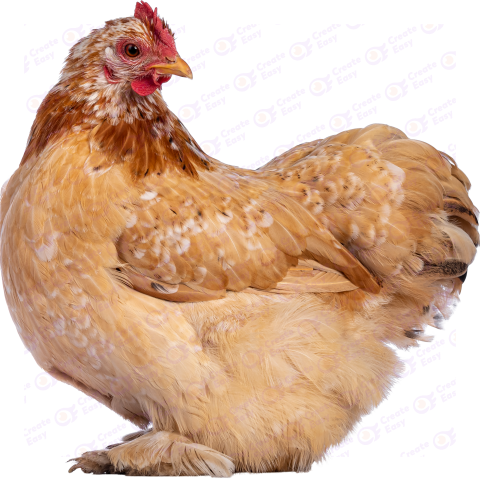 Pekin chicken Free png image